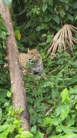 Kreuzfahrt Karibik - Jaguar im Belize Zoo, Belize