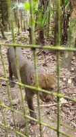 Kreuzfahrt Karibik - Jaguarundi (Wildkatze) im Belize Zoo, Belize