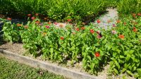 Kreuzfahrt Karibik - Rundgang im Botanischen Garten Arboretum, Honduras