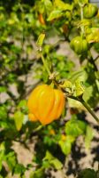 Kreuzfahrt Karibik - Habanero im Botanischen Garten Arboretum, Honduras