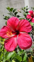 Kreuzfahrt Karibik - Hibiskus im Botanischen Garten Arboretum, Honduras