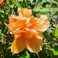 Kreuzfahrt Karibik - Hibiskus im Botanischen Garten Arboretum, Honduras
