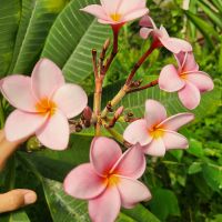 Kreuzfahrt Karibik - Frangipani im Botanischen Garten Arboretum, Honduras
