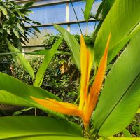 Kreuzfahrt Karibik - Strelizie im Botanischen Garten Arboretum, Honduras