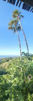 Kreuzfahrt Karibik - Ausblick auf Roatan, Honduras