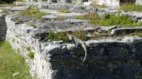Kreuzfahrt Karibik - Leguane in Tulum, Mexiko