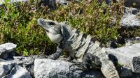 Kreuzfahrt Karibik - Leguane in Tulum, Mexiko