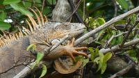 Kreuzfahrt Karibik - Grüner Leguan bei der Bootsfahrt entlang der Mangroven auf dem Belize River