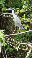 Kreuzfahrt Karibik - Krabbenreiher bei der Bootsfahrt entlang der Mangroven auf dem Belize River