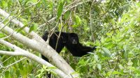 Kreuzfahrt Karibik - Brüllaffe bei der Bootsfahrt entlang der Mangroven auf dem Belize River