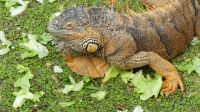 Kreuzfahrt Karibik - Grüner Leguan bei der Bootsfahrt auf dem Belize River