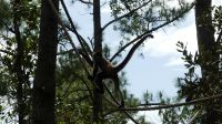 Kreuzfahrt Karibik - Spinnenaffe im Belize Zoo, Belize