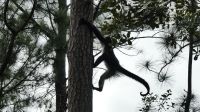 Kreuzfahrt Karibik - Spinnenaffe im Belize Zoo, Belize