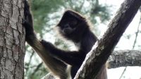 Kreuzfahrt Karibik - Spinnenaffe im Belize Zoo, Belize