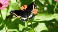 Kreuzfahrt Karibik - Rundgang im Botanischen Garten Arboretum, Honduras