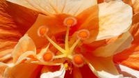 Kreuzfahrt Karibik - Hibiskusblüte im Botanischen Garten Arboretum, Honduras