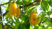 Kreuzfahrt Karibik - Sternenfrüchte im Botanischen Garten Arboretum, Honduras