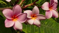 Kreuzfahrt Karibik - Frangipani im Botanischen Garten Arboretum, Honduras