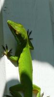 Kreuzfahrt Karibik - Weißlippenanolis im Botanischen Garten Arboretum, Honduras