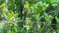 Kreuzfahrt Karibik - Grüner Leguan in den Kanälen von Tortuguero, Costa Rica