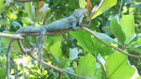 Kreuzfahrt Karibik - Grüner Leguan in den Kanälen von Tortuguero, Costa Rica
