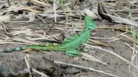 Kreuzfahrt Karibik - Stirnlappenbasilisk in den Kanälen von Tortuguero, Costa Rica