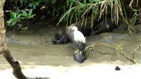 Kreuzfahrt Karibik - junger Blaureiher in den Kanälen von Tortuguero, Costa Rica