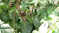 Kreuzfahrt Karibik - junges Faultier in den Kanälen von Tortuguero, Costa Rica