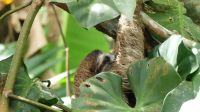 Kreuzfahrt Karibik - junges Faultier in den Kanälen von Tortuguero, Costa Rica