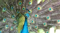Kreuzfahrt Karibik - Pfau im Cruise Terminal in Cartagena, Kolumbien