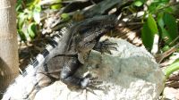Kreuzfahrt Karibik - Leguane in Tulum, Mexiko