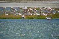 Flamingo Kolonie bei Lüderitz