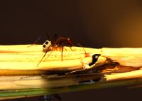 Nahaufnahme der Ameisen