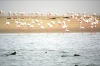 Flamingokolonien