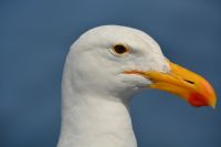 Möwen beobachten das Ganze