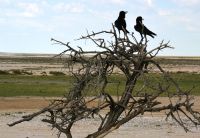 Nachmittagstalk auf dem Baum (Etosha-NP)