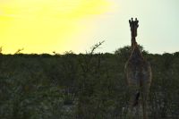 gute Nacht Etosha!
