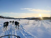 Husky-Hundeschlittenfahrt auf Kvaloya