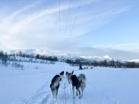 Husky-Hundeschlittenfahrt auf Kvaloya