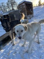 Husky Camp auf Kvaloya