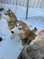 Husky Camp auf Kvaloya