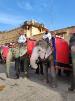 Elefanten vor dem Amber Fort in Jaipur, Rajesthan - Indien