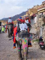 Auf dem Elefanten hoch auf das Amber Fort in Jaipur, Rajesthan - Indien