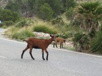 Ziegen am Kap Formentor