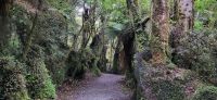 250 durch den Feenwald