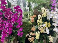 Das Orchideen-Meer