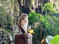 Meine Banane ist alle