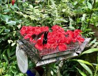 Im Perdana Botanical Garden der Butterfly Park