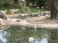 Verlobung mit Rosa Flamingo Zuschauer