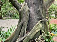 Baum mit Schal